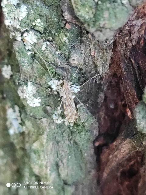 Ilisia maculata