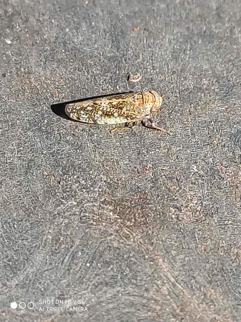 Orientus ishidae