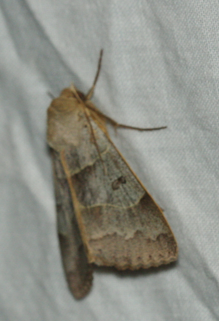 Minucia lunaris - nagy foltosbagoly