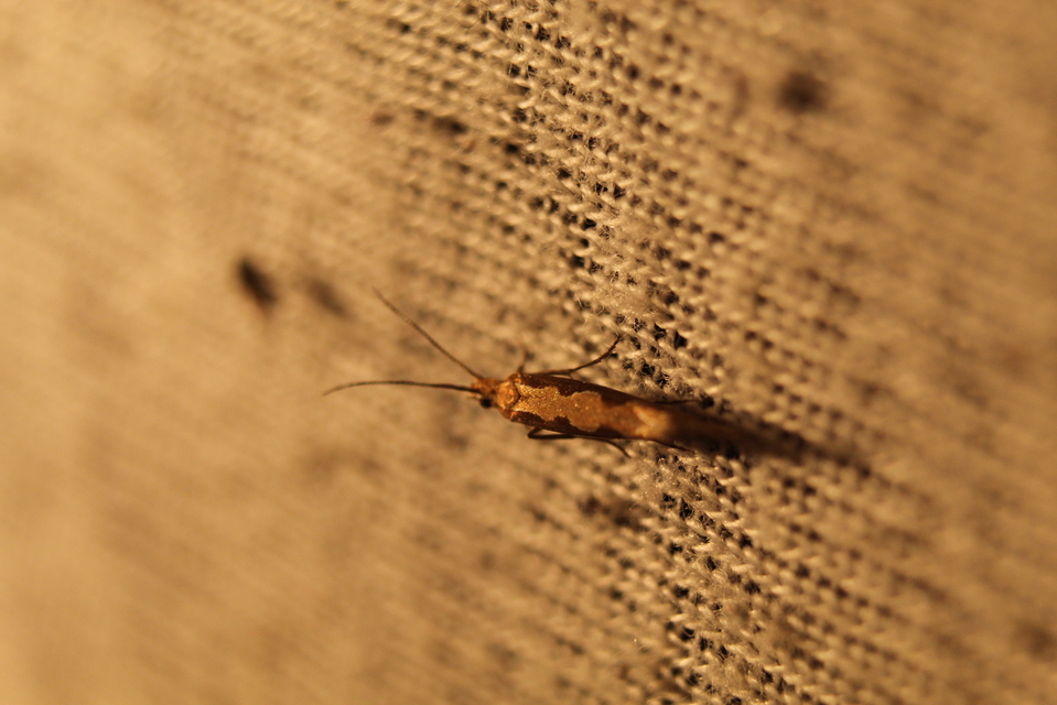 Plutella xylostella - káposztamoly