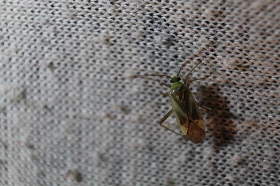 Adelphocoris lineolatus - lucernapoloska