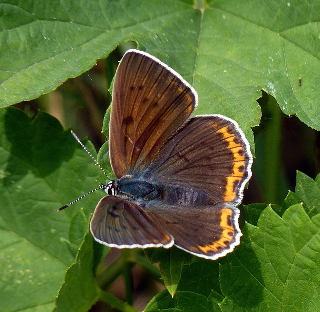 Lycaena alciphron - ibolyás tűzlepke