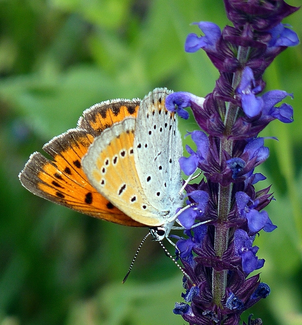Lycaena dispar rutilus - nagy tűzlepke