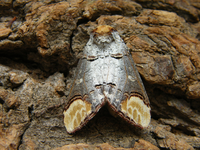 Phalera bucephala - sárgafoltos púposszövő