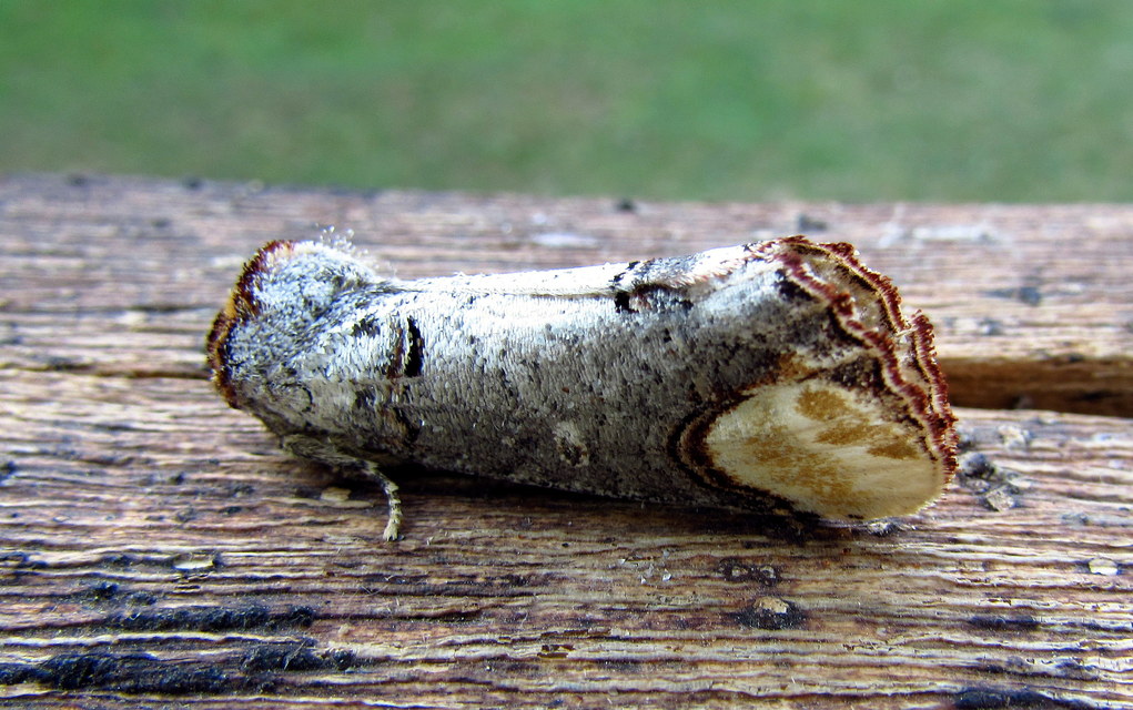 Phalera bucephala - sárgafoltos púposszövő