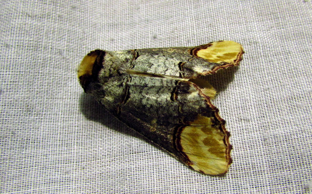 Phalera bucephala - sárgafoltos púposszövő