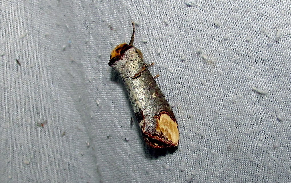 Phalera bucephala - sárgafoltos púposszövő
