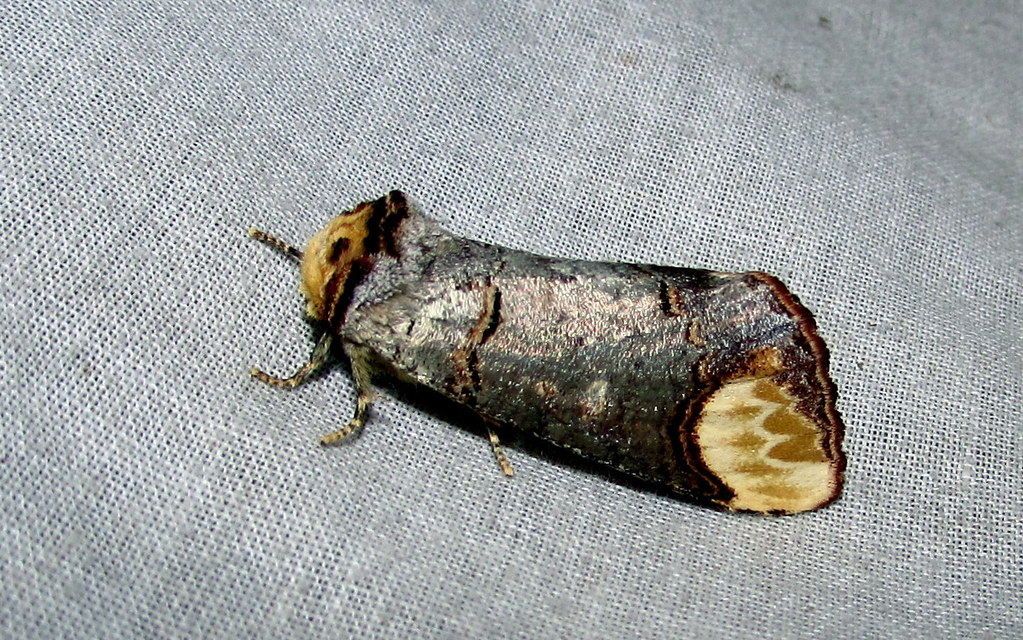 Phalera bucephala - sárgafoltos púposszövő