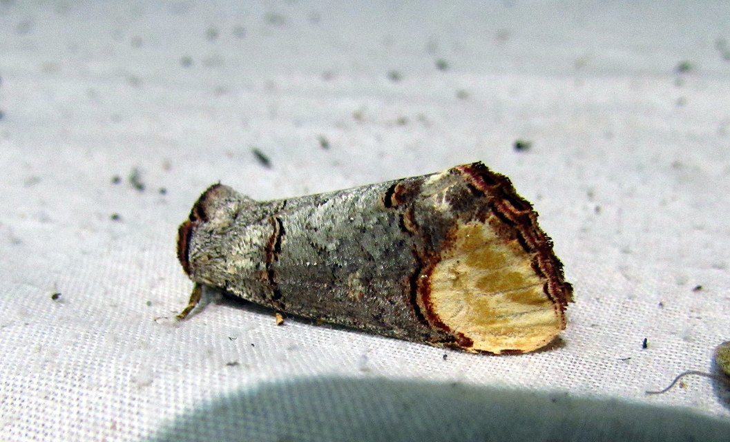 Phalera bucephala - sárgafoltos púposszövő
