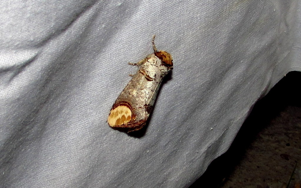 Phalera bucephala - sárgafoltos púposszövő