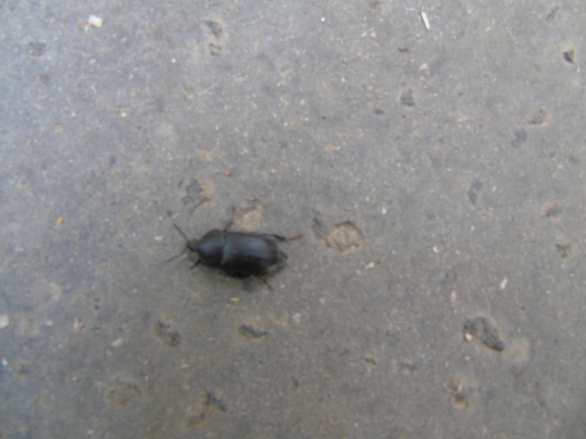 Ablattaria laevigata - sima csigarabló
