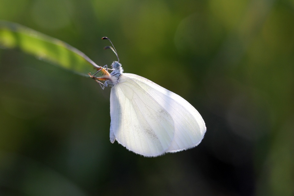 Leptidea sinapis - mustárlepke