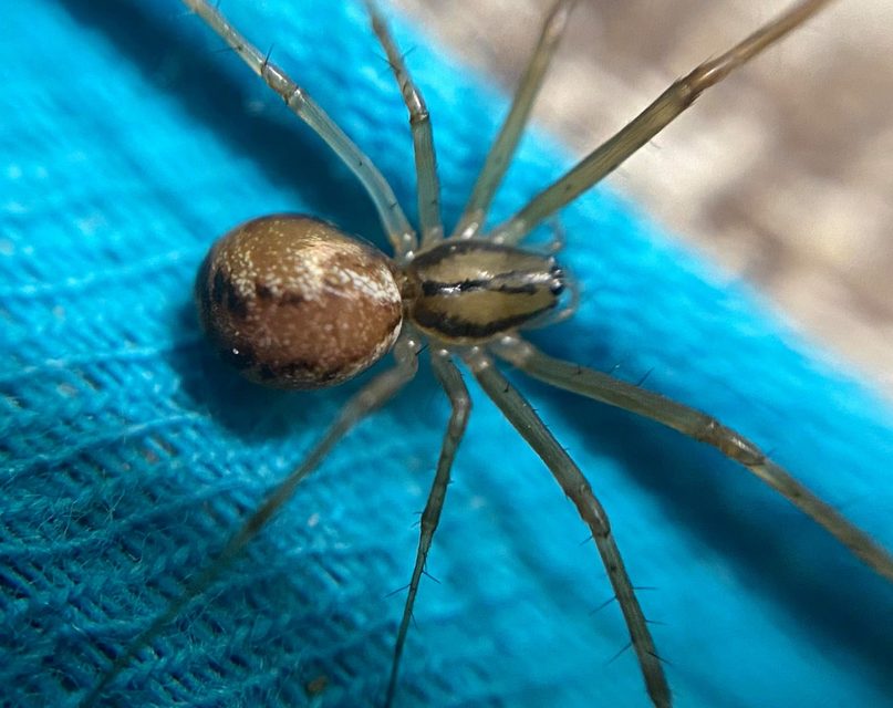 Linyphia triangularis - háromszöges vitorláspók