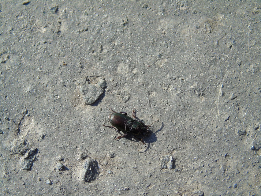 Harpalus distinguendus - mezei lomhafutó