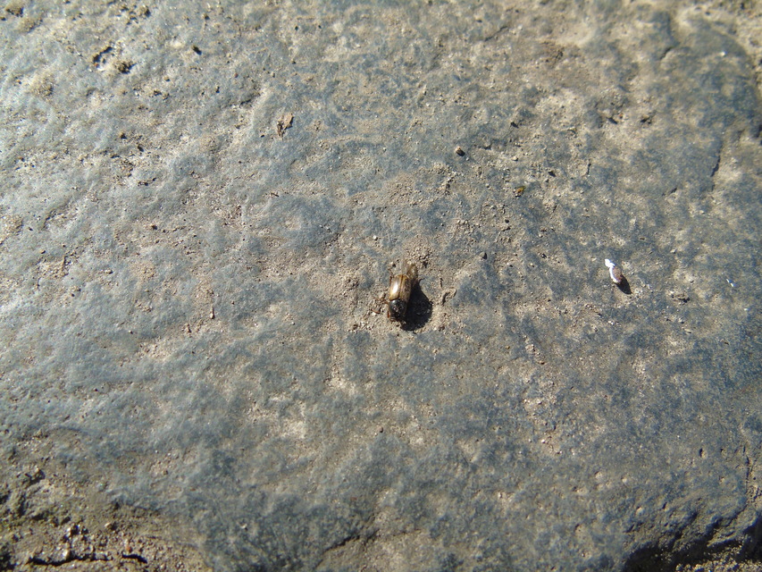 Aphodius prodromus - sárgalábú trágyabogár