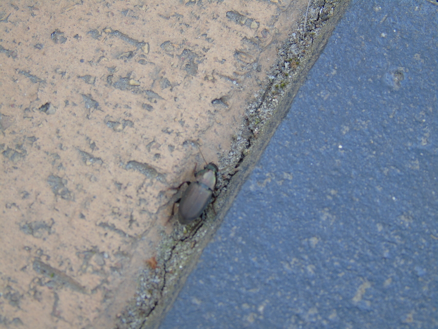 Harpalus distinguendus - mezei lomhafutó