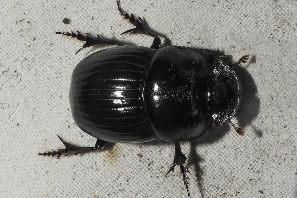 Copris lunaris - közönséges holdszarvú-ganéjtúró
