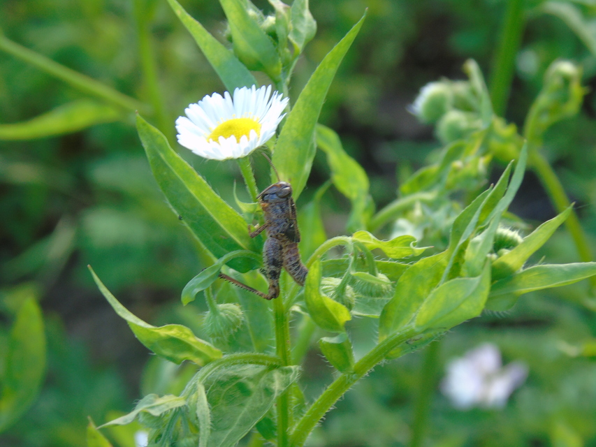 Calliptamus italicus - olaszsáska