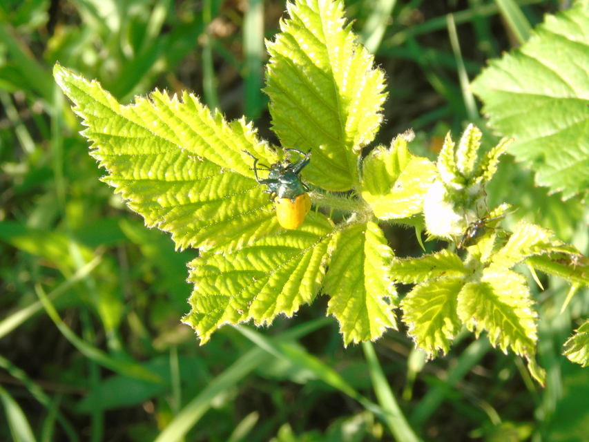 Labidostomis Labidostomis