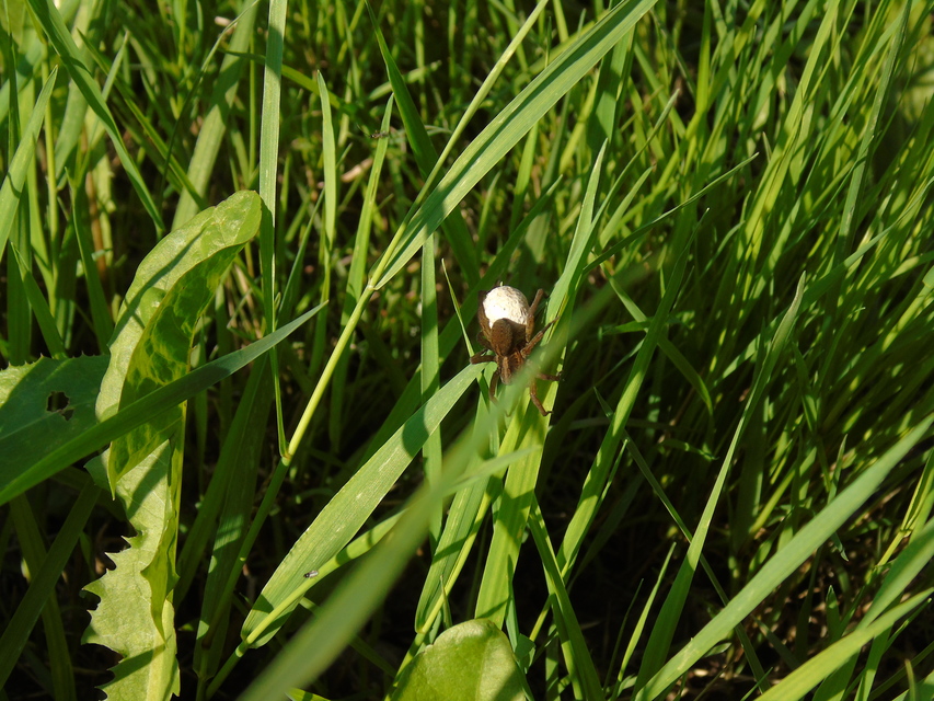 Trochosa