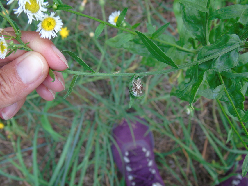 Oxyopes lineatus