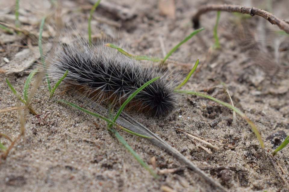 Arctia festiva - díszes medvelepke
