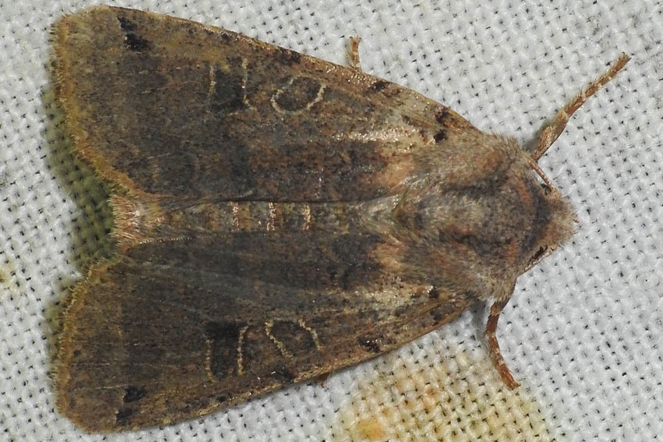 Anchoscelis litura - tarka őszibagoly