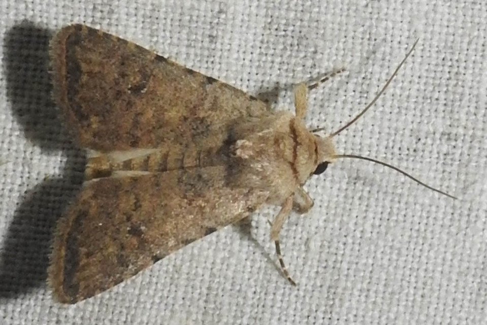 Paradrina clavipalpis - közönséges selymesbagoly