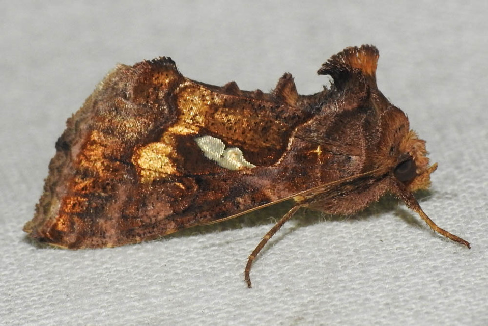 Chrysodeixis chalcites - déli aranybagoly