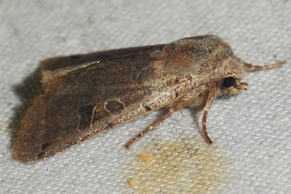 Anchoscelis litura - tarka őszibagoly