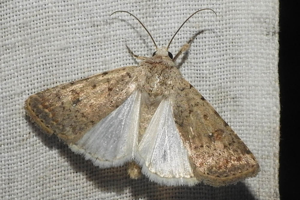 Paradrina clavipalpis - közönséges selymesbagoly