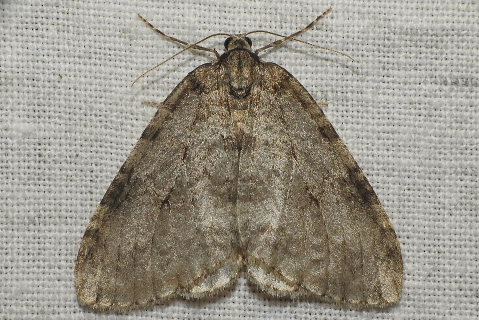 Epirrita christyi/dilutata