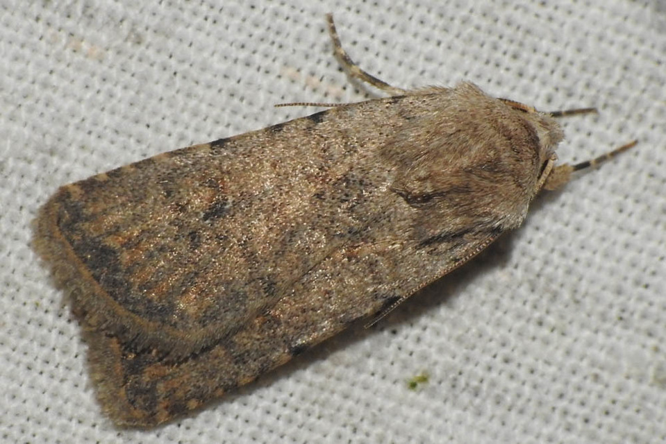Paradrina clavipalpis - közönséges selymesbagoly