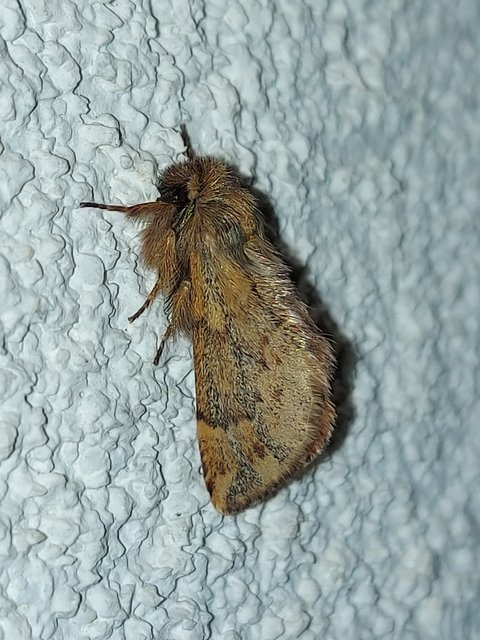 Ptilophora plumigera - tollas púposszövő