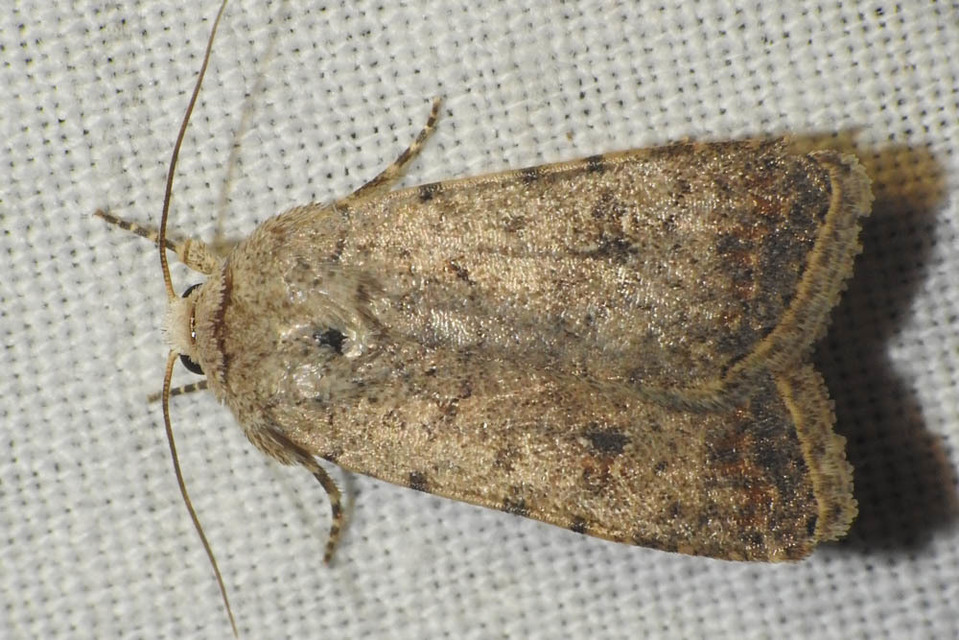 Paradrina clavipalpis - közönséges selymesbagoly