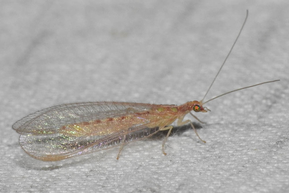 Chrysopidae - zöldfátyolkák