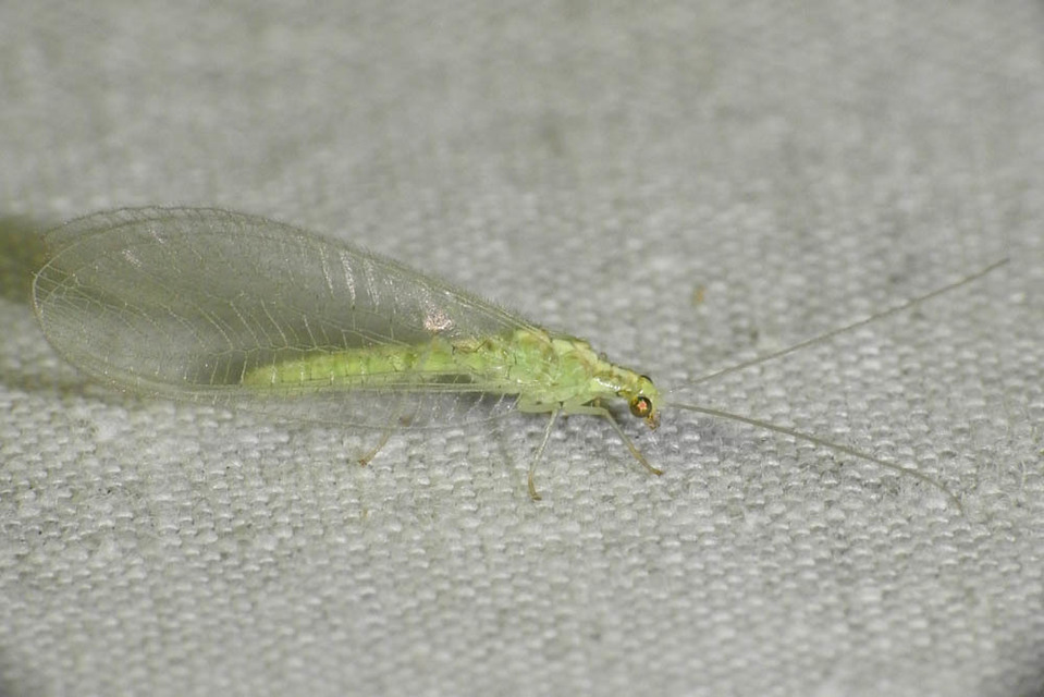 Chrysopidae - zöldfátyolkák