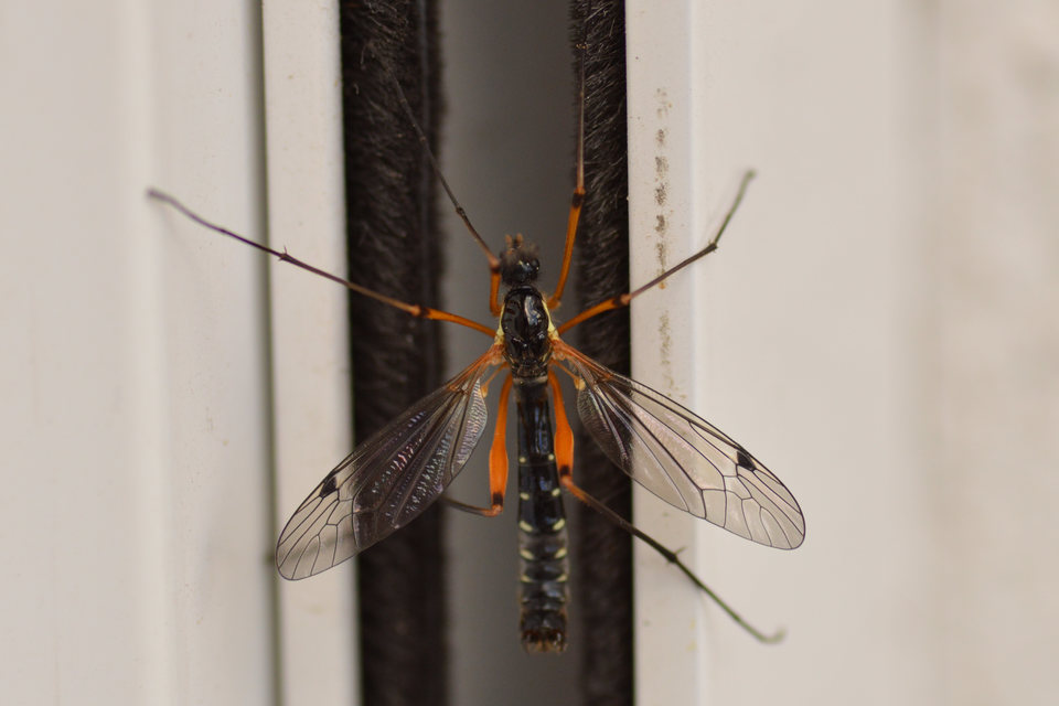 Ctenophora guttata