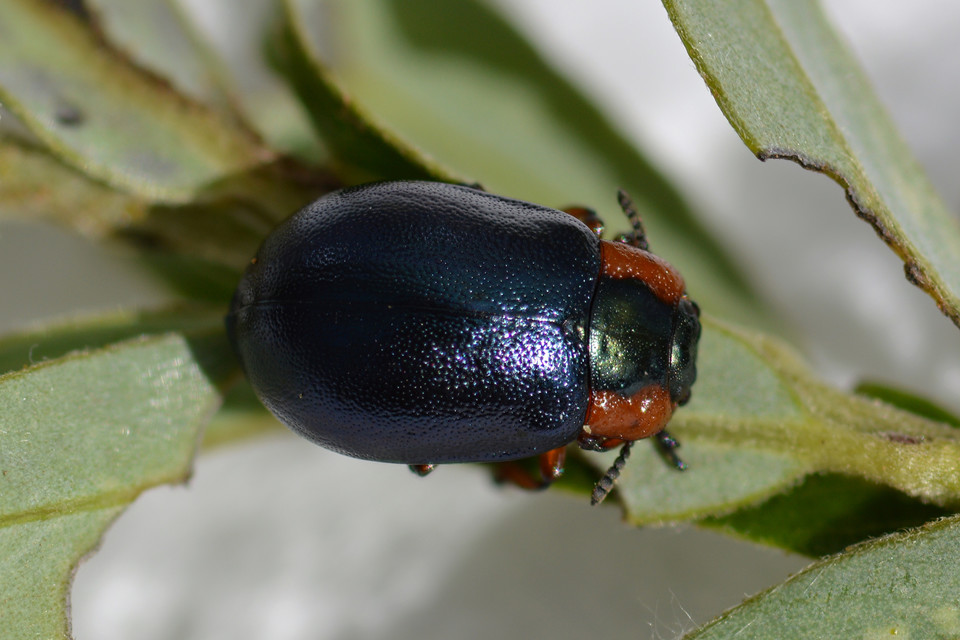Chrysomela collaris - szegettnyakú fűzlevelész