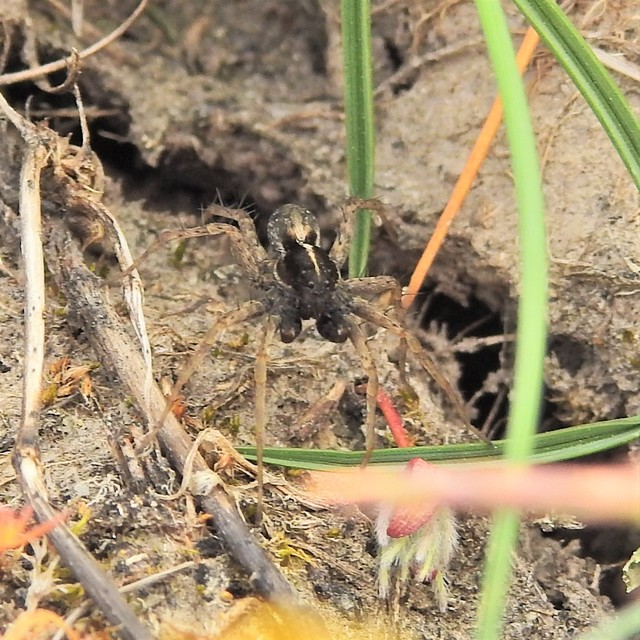 Pardosa agrestis - pusztai farkaspók