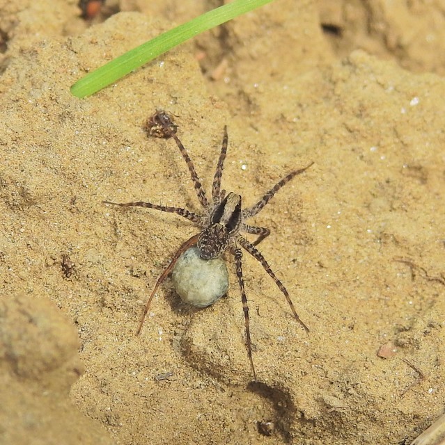 Pardosa alacris/lugubris
