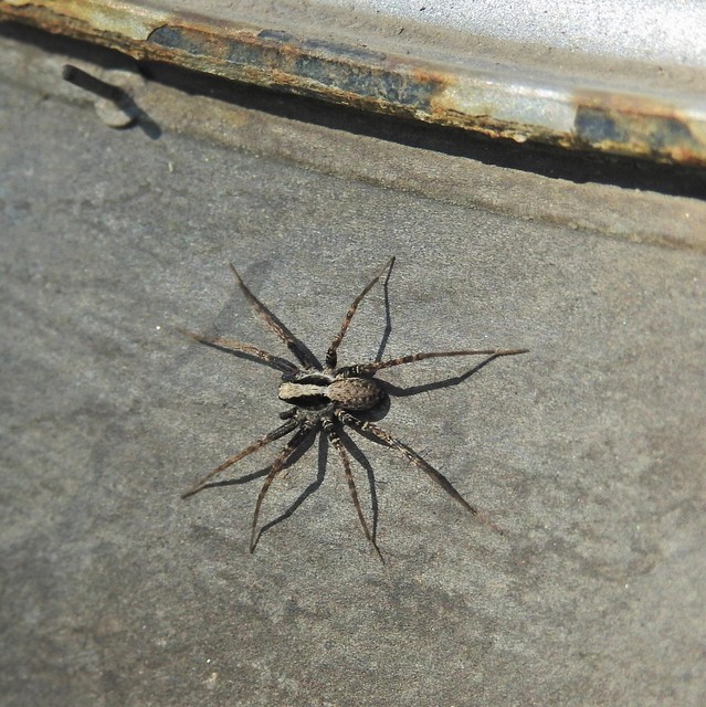 Pardosa alacris/lugubris