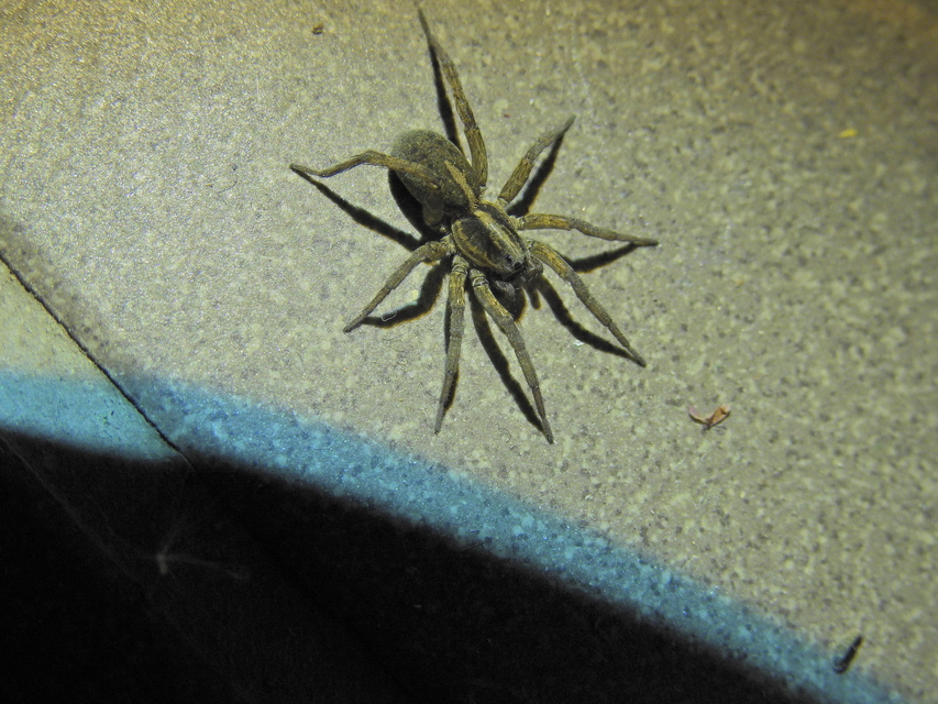 Trochosa