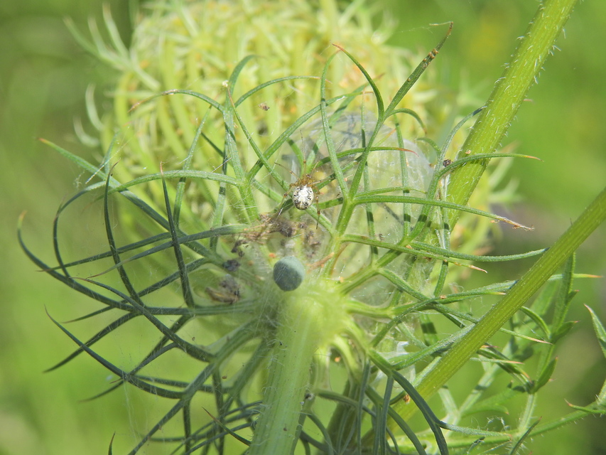 Phylloneta