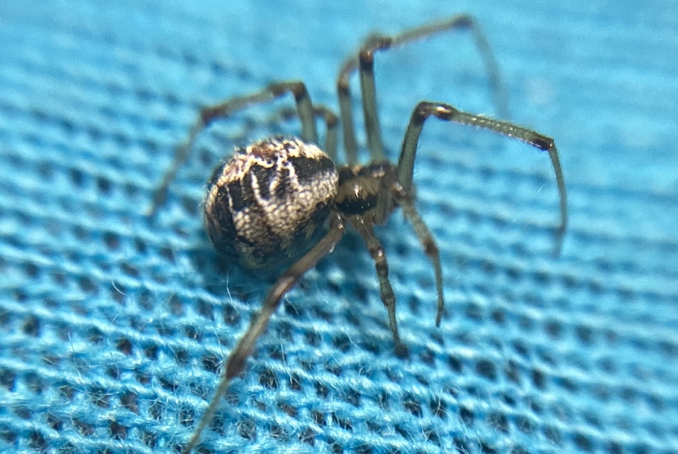 Phylloneta sisyphia - testvér-törpepók