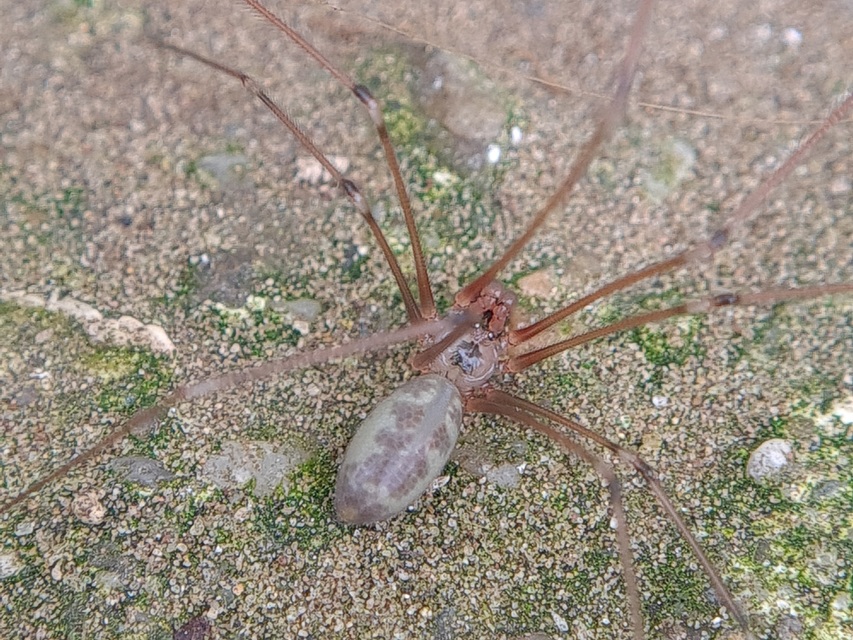 Pholcus phalangioides - nagy álkaszáspók Pholcus phalangioides - nagy álkaszáspók