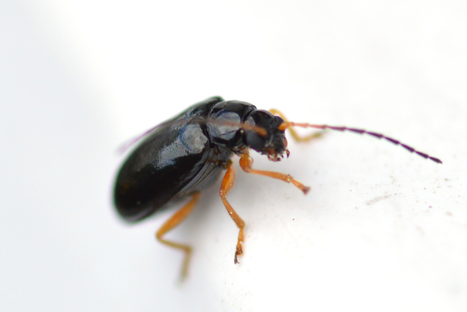 Luperus xanthopoda - sárgalábú szillevelész