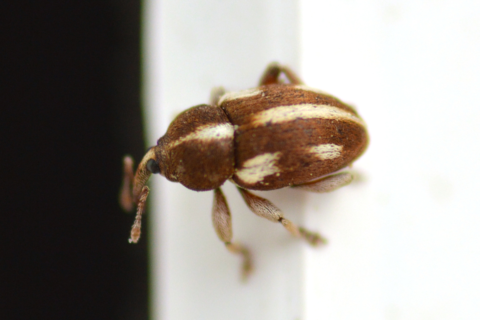 Tychius quinquepunctatus - borsó-tímárormányos