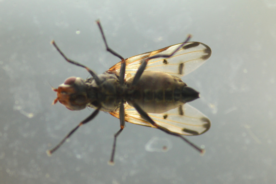 Ulidiidae - foltosszárnyú legyek