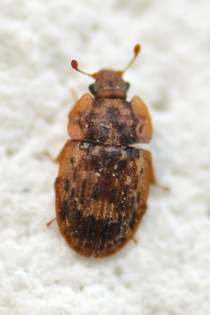 Soronia grisea - pettyegetett fénybogár